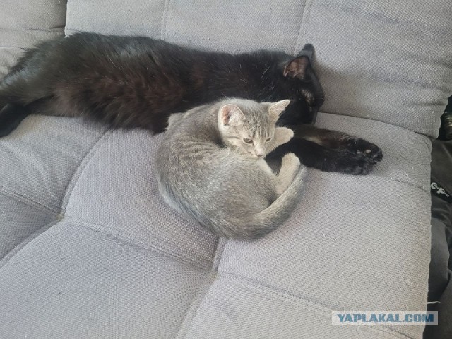 Ненужный кот