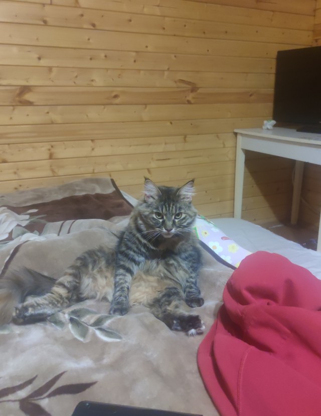 Хоть и не котовторник...