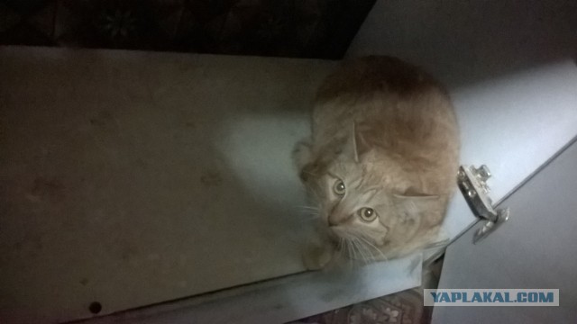 Жизнь домашнего приюта для котеек 478