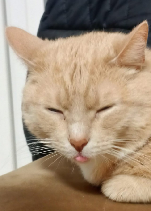 Котовторник уже пришёл?