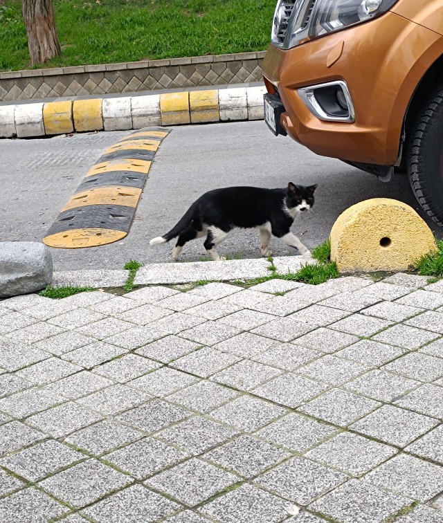 Стамбульские котики