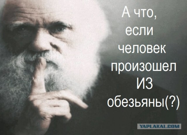 Ты обезьяна