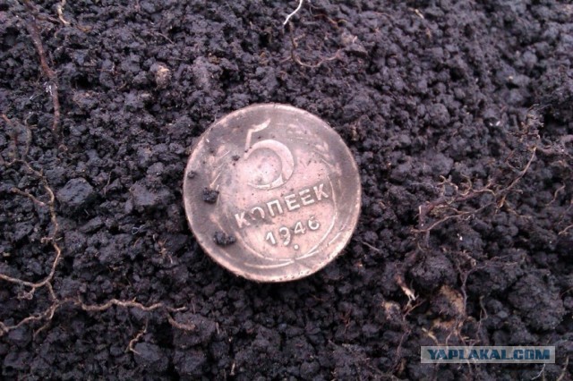 Находки в обычном парке