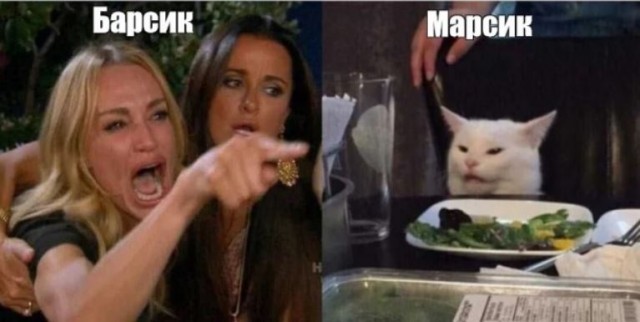 Решился наконец завести котейку