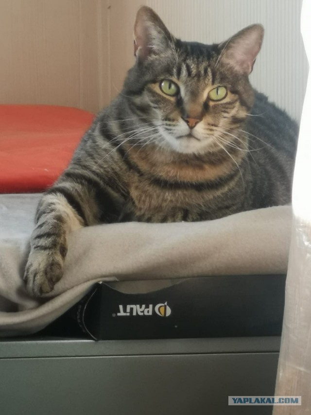 Котовторник же!