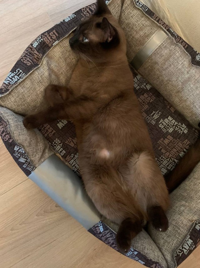 Котовторник 05/11/2024