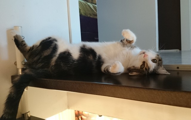 Не котовторник, но принимайте дважды