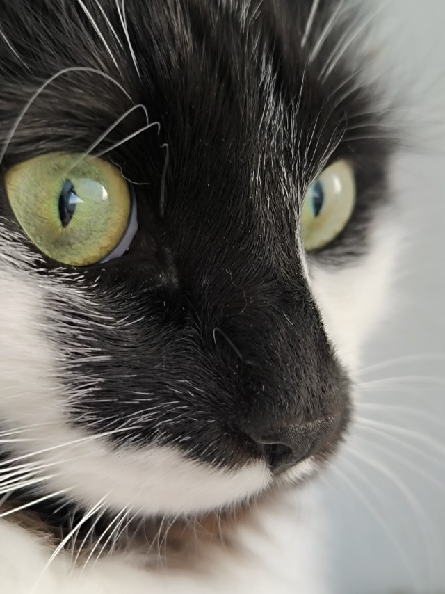 Котовторник