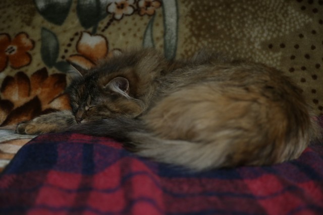 Котовторник!