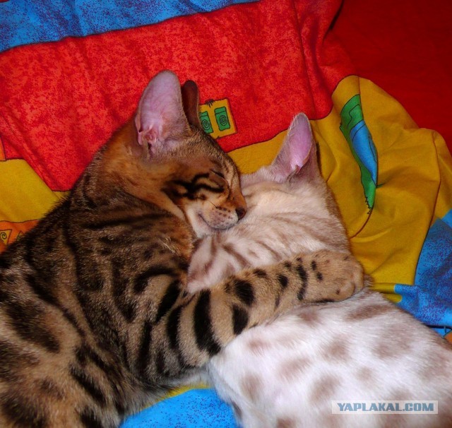 О бенгальских котах на наглядном примере