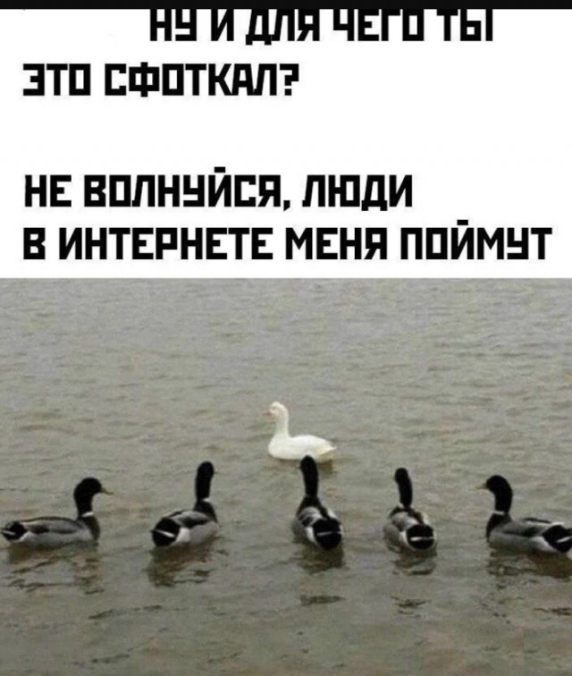 Жалуются на бояны местные.