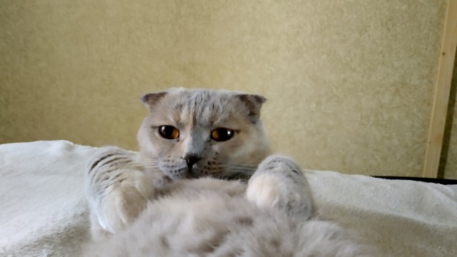 Обычный сон кошатников