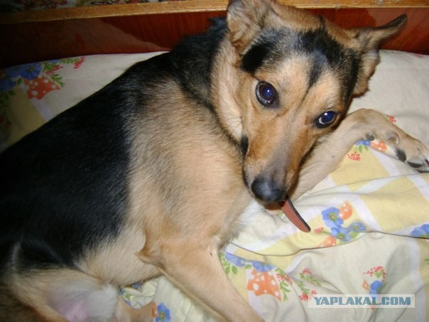 Как я нашёл своего друга - Мой пёс