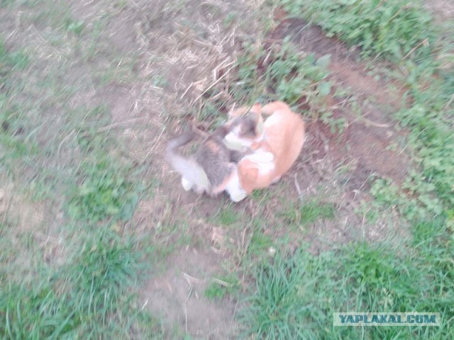 Жизнь домашнего приюта для котеек 557