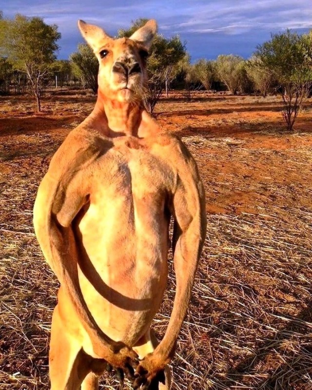 Настоящий самец, на меня похож