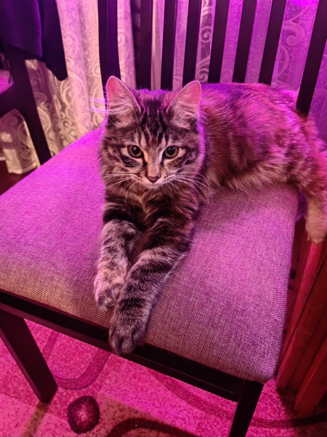Котов вторник