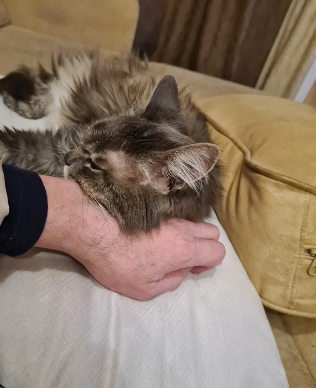 17 лет Коту ( примерно)