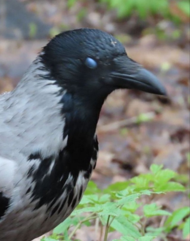 Вороне где‑то бог послал кусочек...