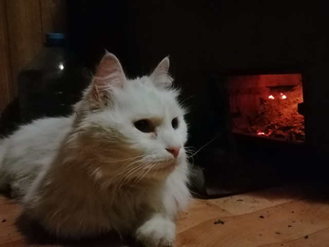Котовторник