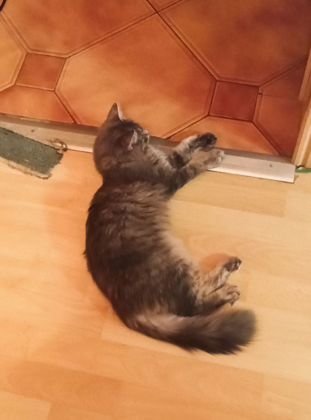 Котовторник. Моё зверьё
