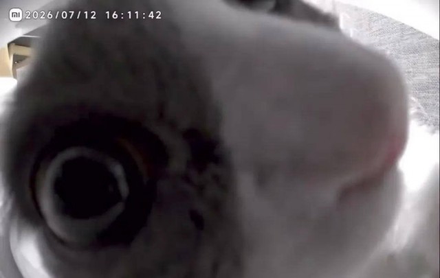 Видео от лица умной кормушки