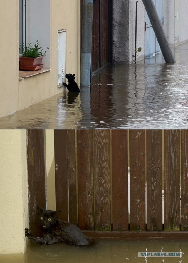 Друг человека