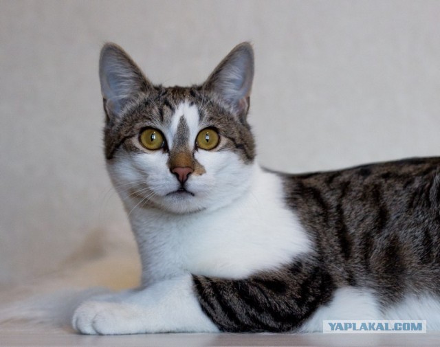 Котовторник 17.09.2013