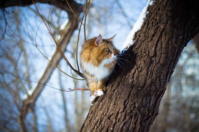 Котовторник  28.01.14