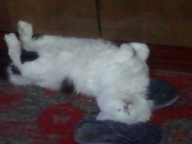 Жил был Кот...