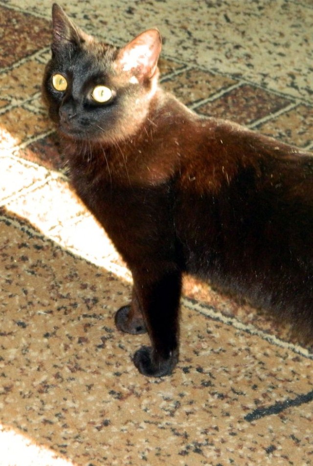 Котовторник 05.03.13