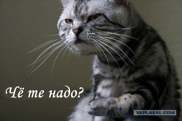 Как завести себе друга?