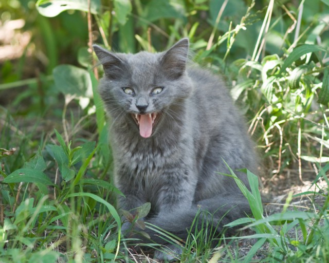 Котовторник 23.09.2014.