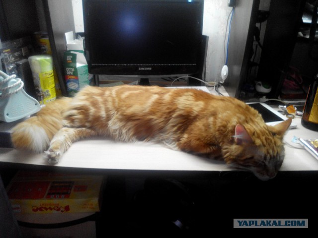 Котовторник 7.10.2014
