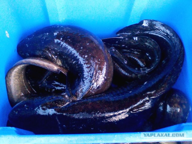 Осений ход налима на реке