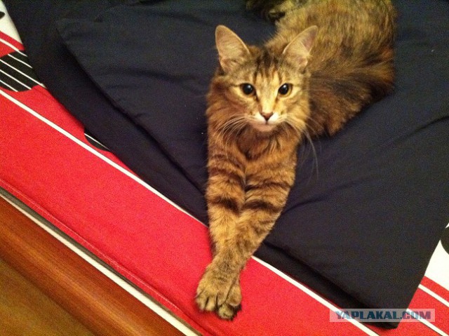 Котовторник 28.10.2014