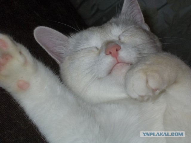 Котовторник 20.01.2015