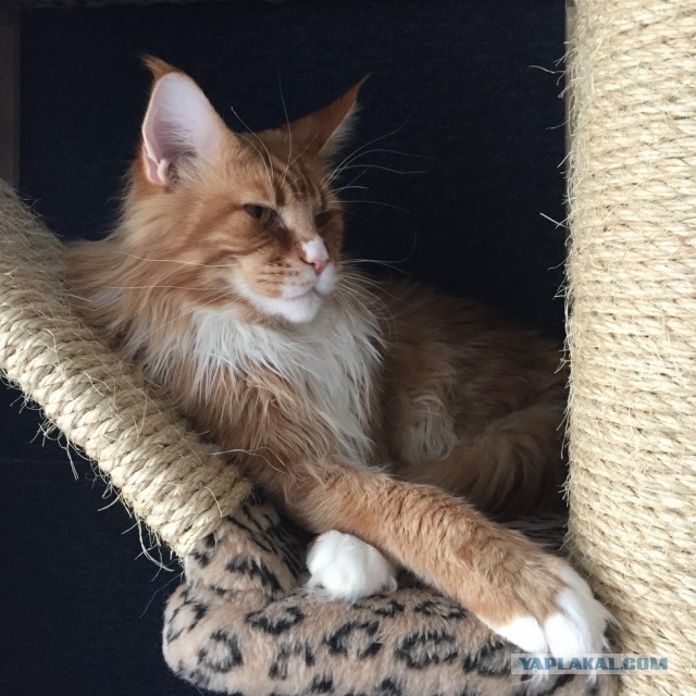 Котовторник