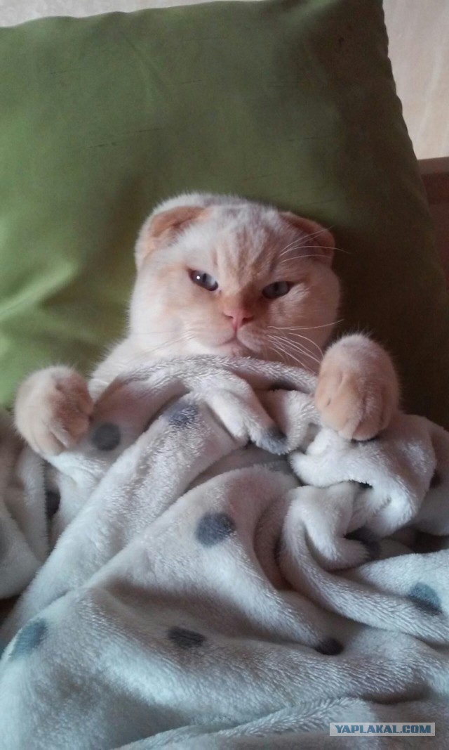 Котовторник 28.04.2015