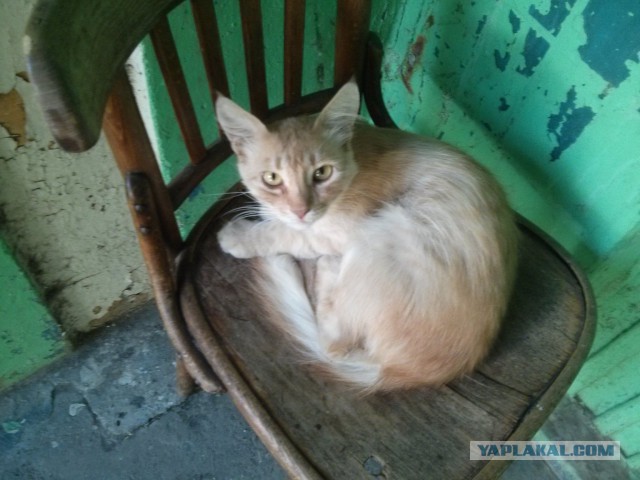 Котовторник 14.07.2015