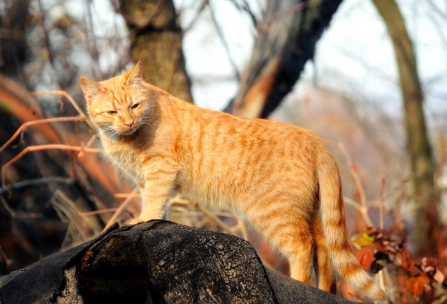Рыжее Солнышко-Липучка (кися)