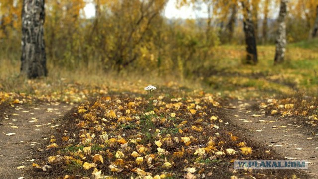 Пост обожания осени
