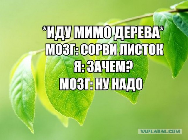 Картинки + гифки.