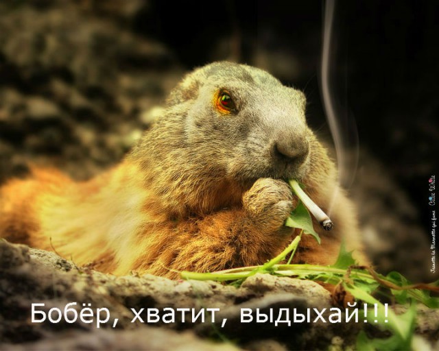 Наркоманский юмор