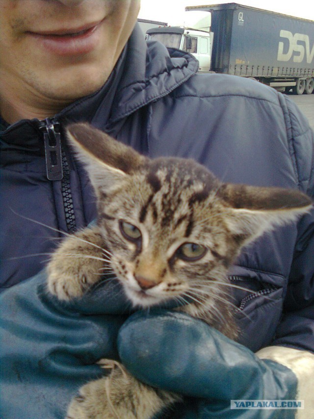 Котовторник 03.11.2015