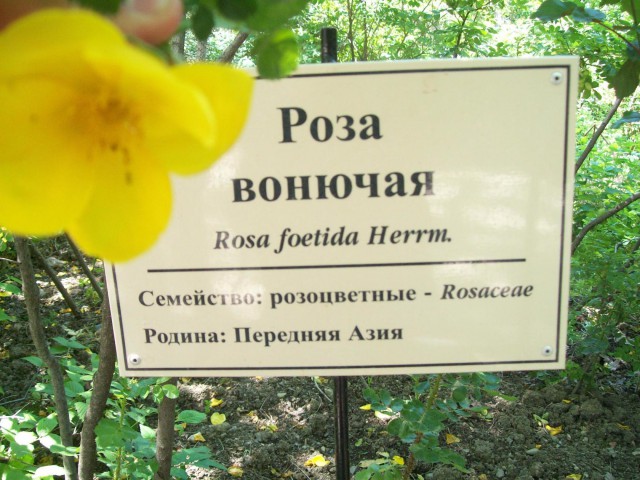 А поутру они проснулись...