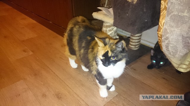 Пост невероятной кошачьей красоты. 25 фот.