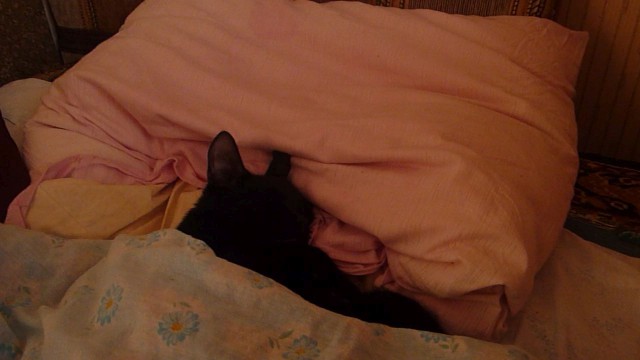 Кошка, которая спит не там (котовторнику посвящается)