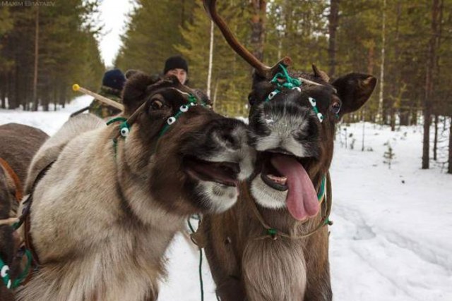 Забавные и интересные фотографии, сделанные в нужный момент