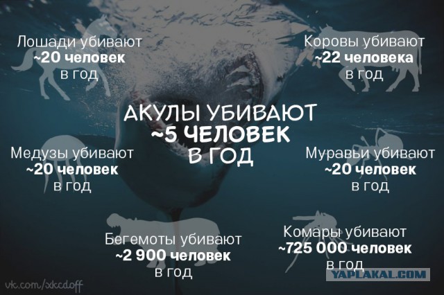 Удар в спину: с какими милыми животными нужно быть поосторожнее