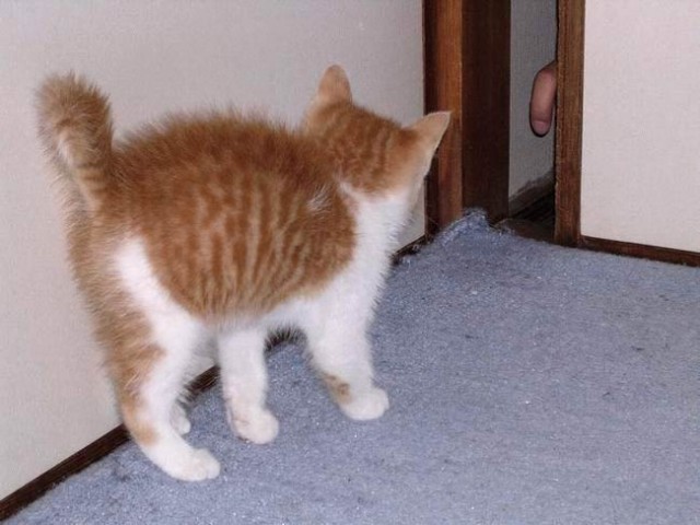 Вторничный котомёт